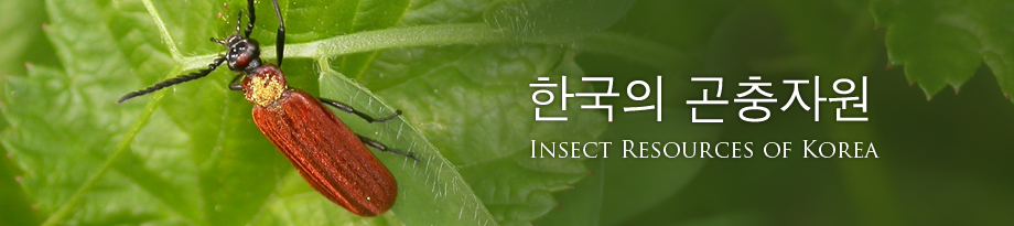 한국의 곤충자원