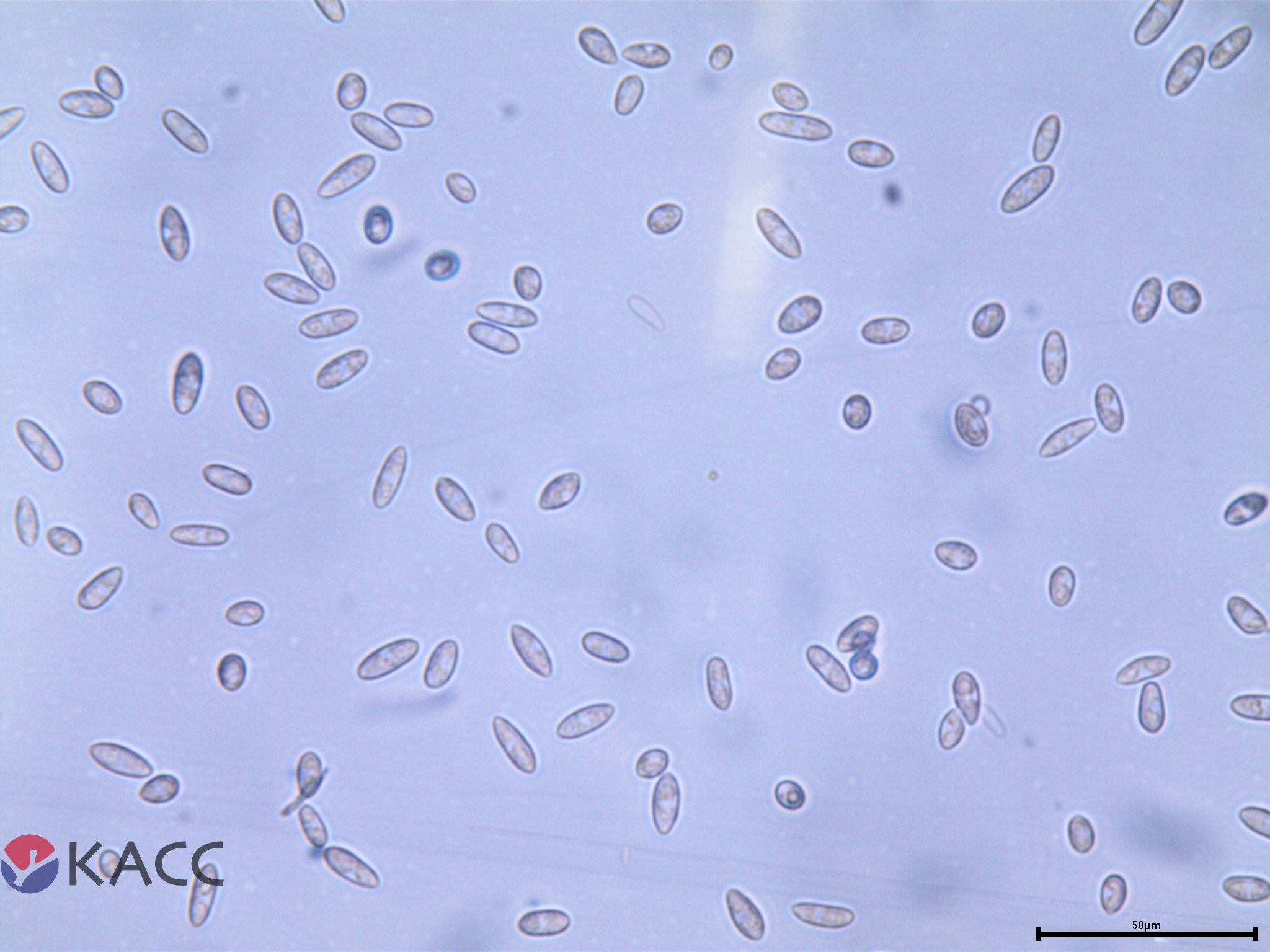 Colletotrichum fioriniae