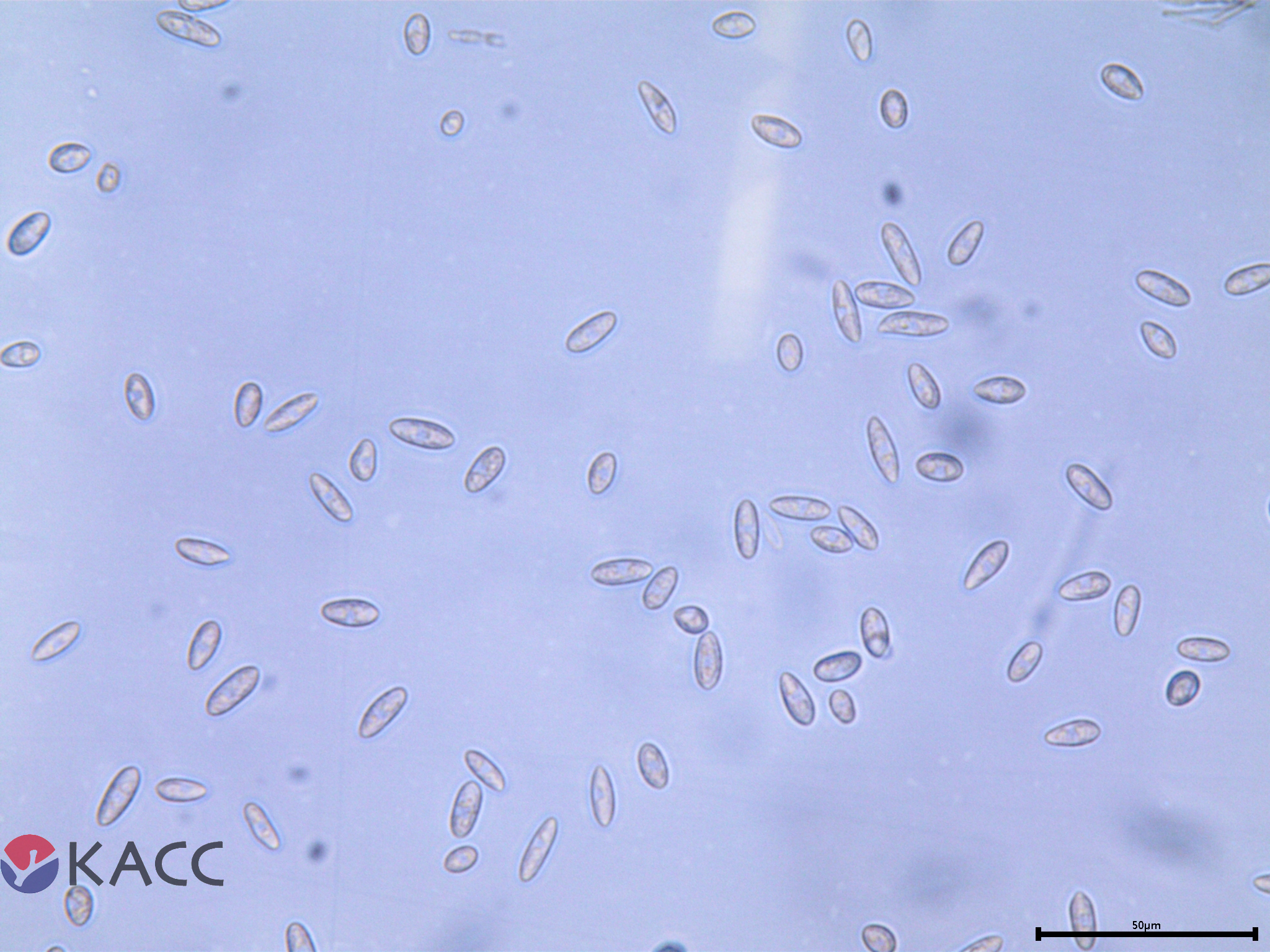 Colletotrichum fioriniae