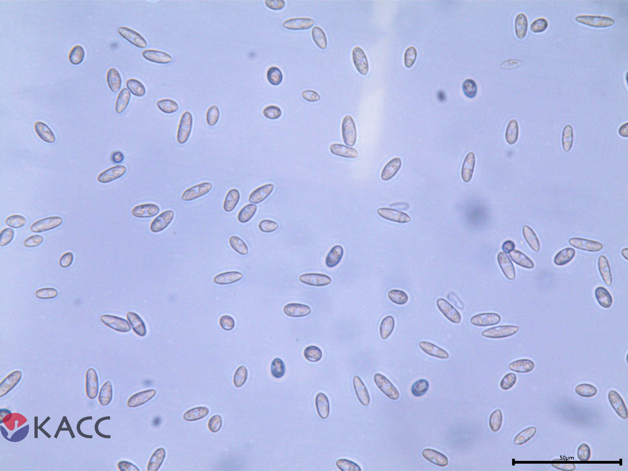 Colletotrichum fioriniae