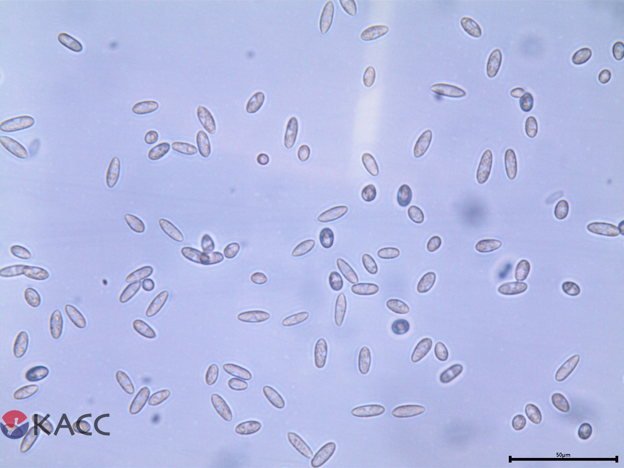 Colletotrichum fioriniae