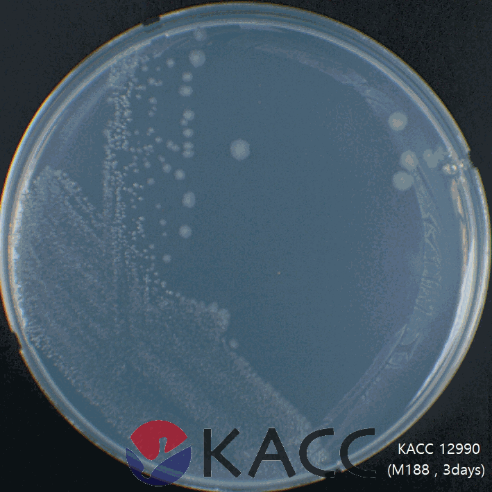 Pseudomonas alcaligenes