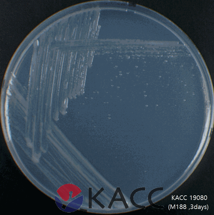 Ciceribacter azotifigens