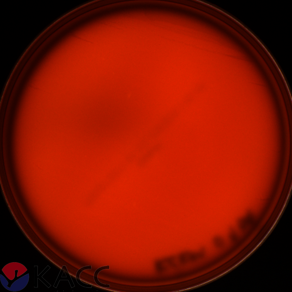 Lacticaseibacillus paracasei