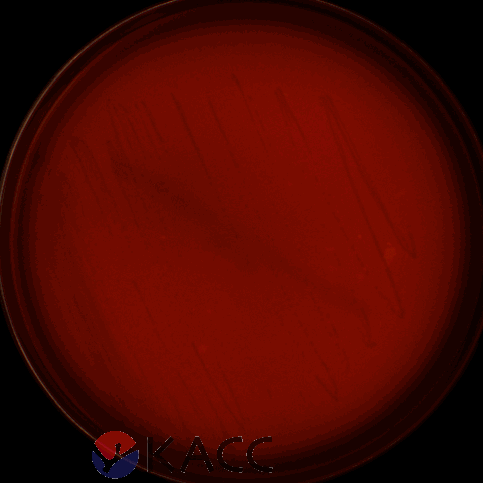 Lactiplantibacillus plantarum