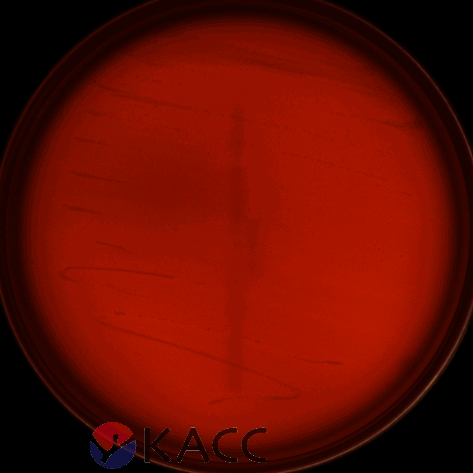 Lactiplantibacillus plantarum