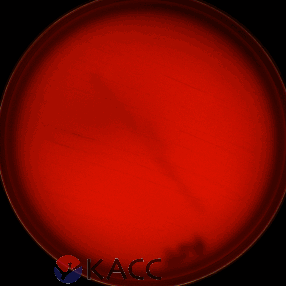 Limosilactobacillus fermentum