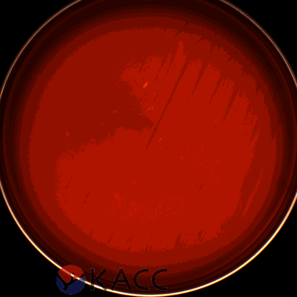 Lactiplantibacillus plantarum