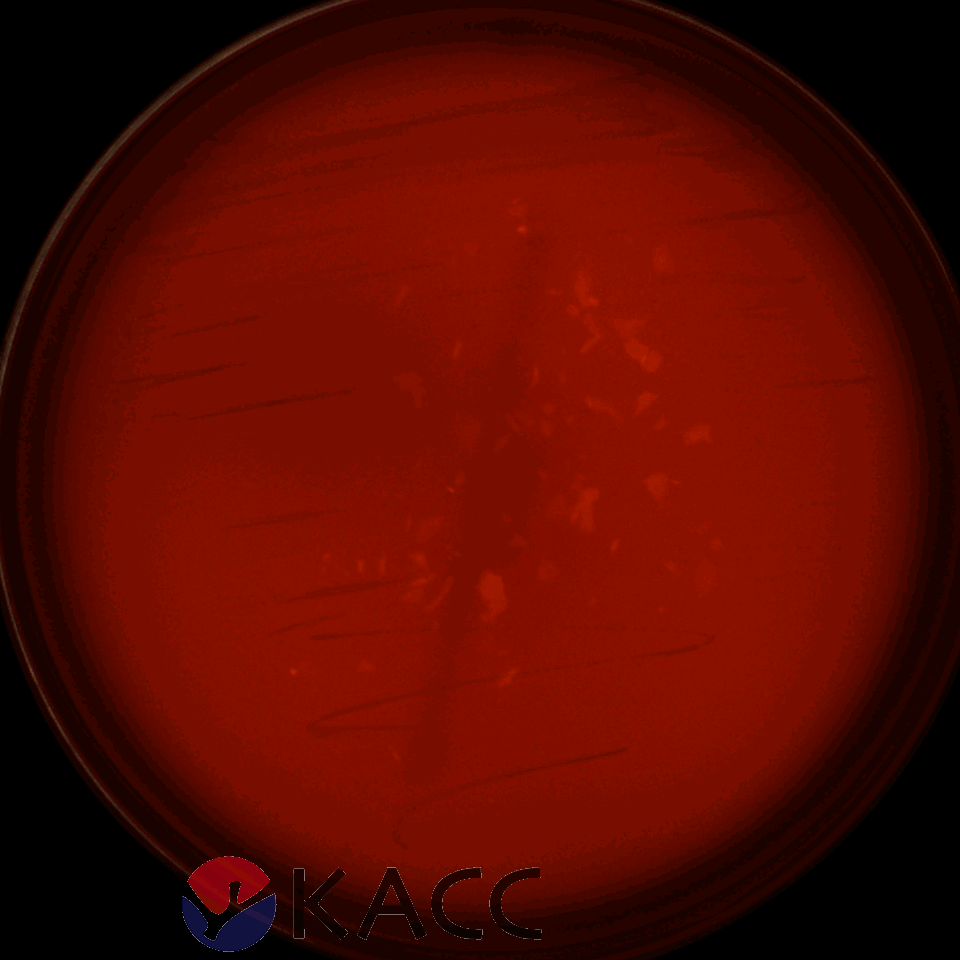 Lactiplantibacillus plantarum