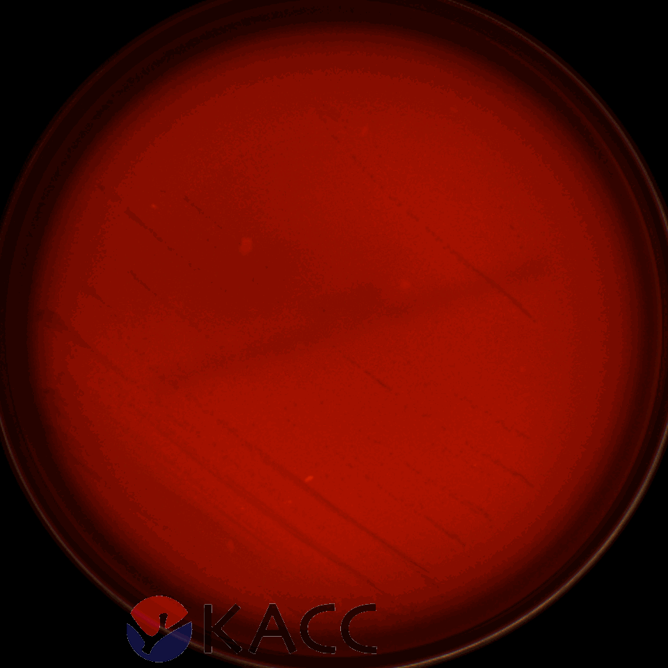 Lactiplantibacillus plantarum
