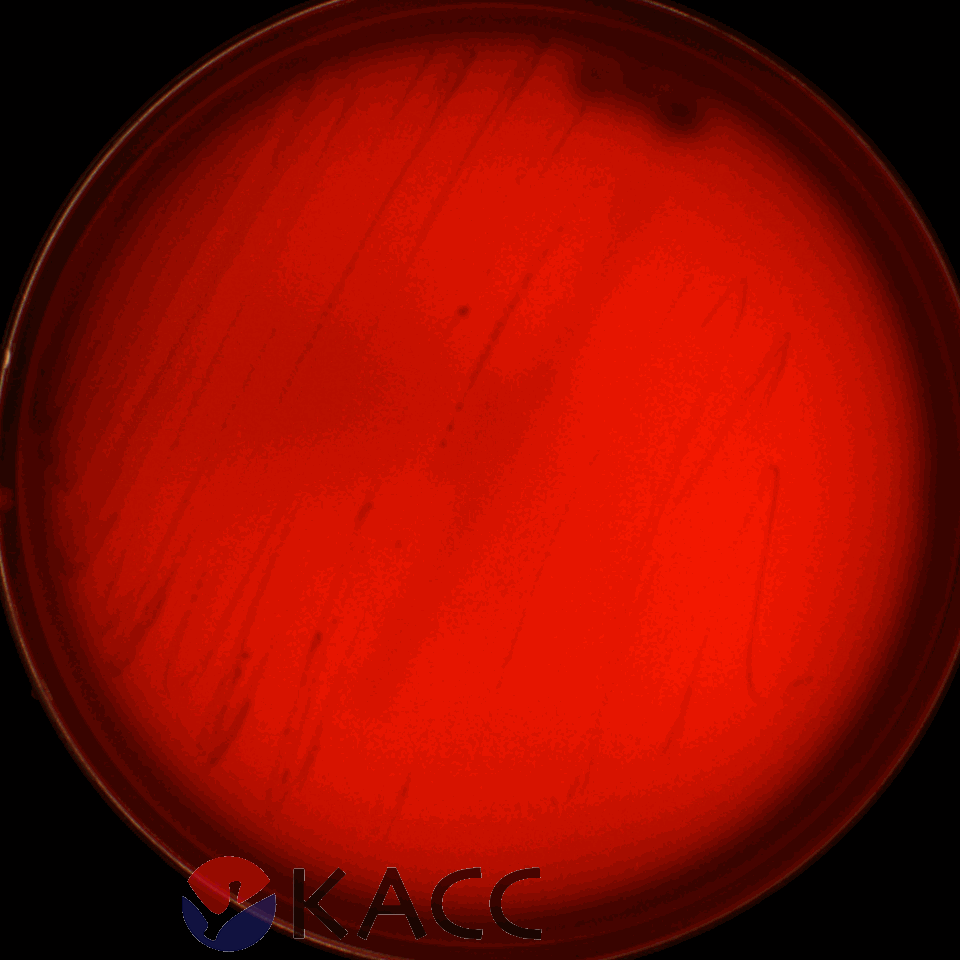 Lacticaseibacillus casei