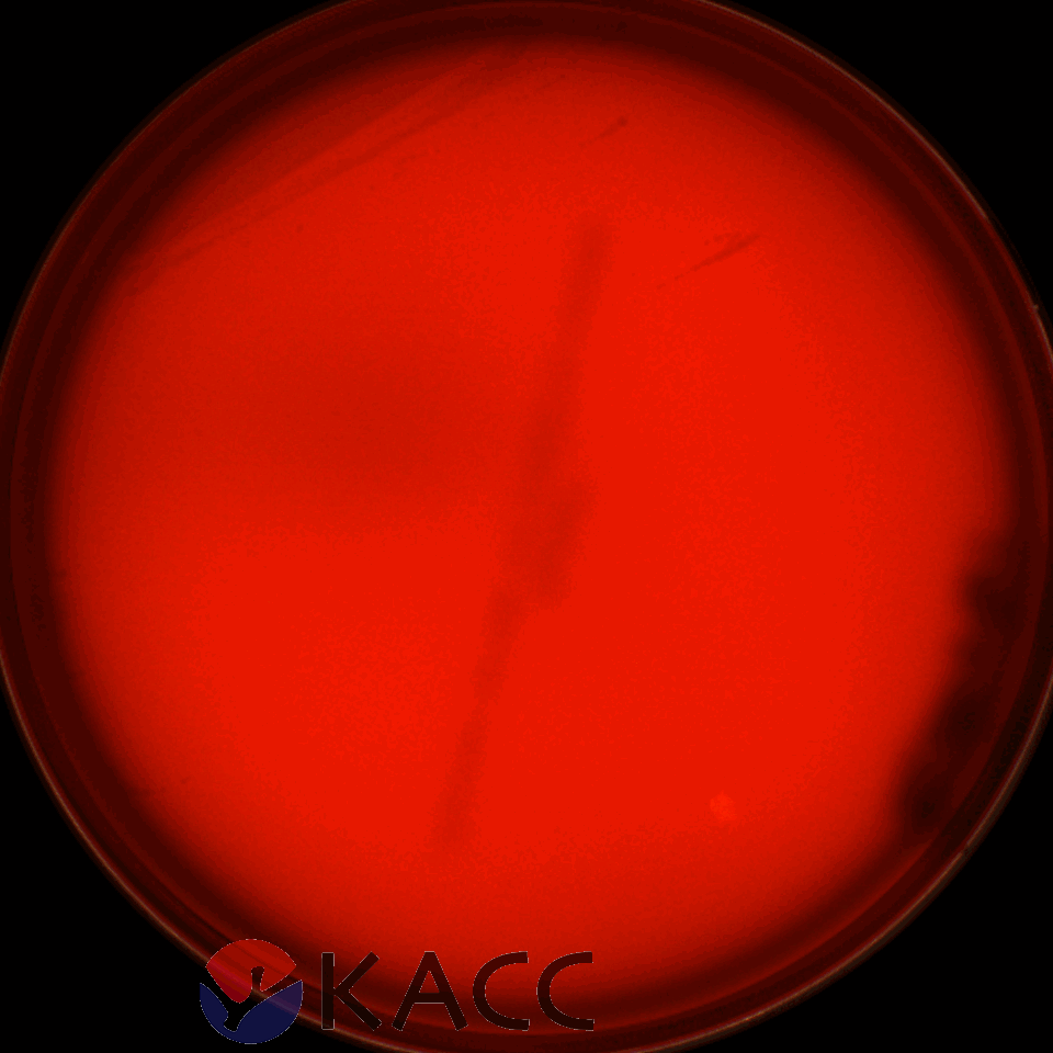 Lacticaseibacillus paracasei