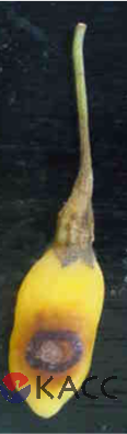 Colletotrichum fioriniae