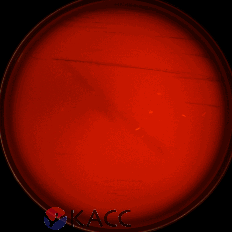 Lactiplantibacillus plantarum