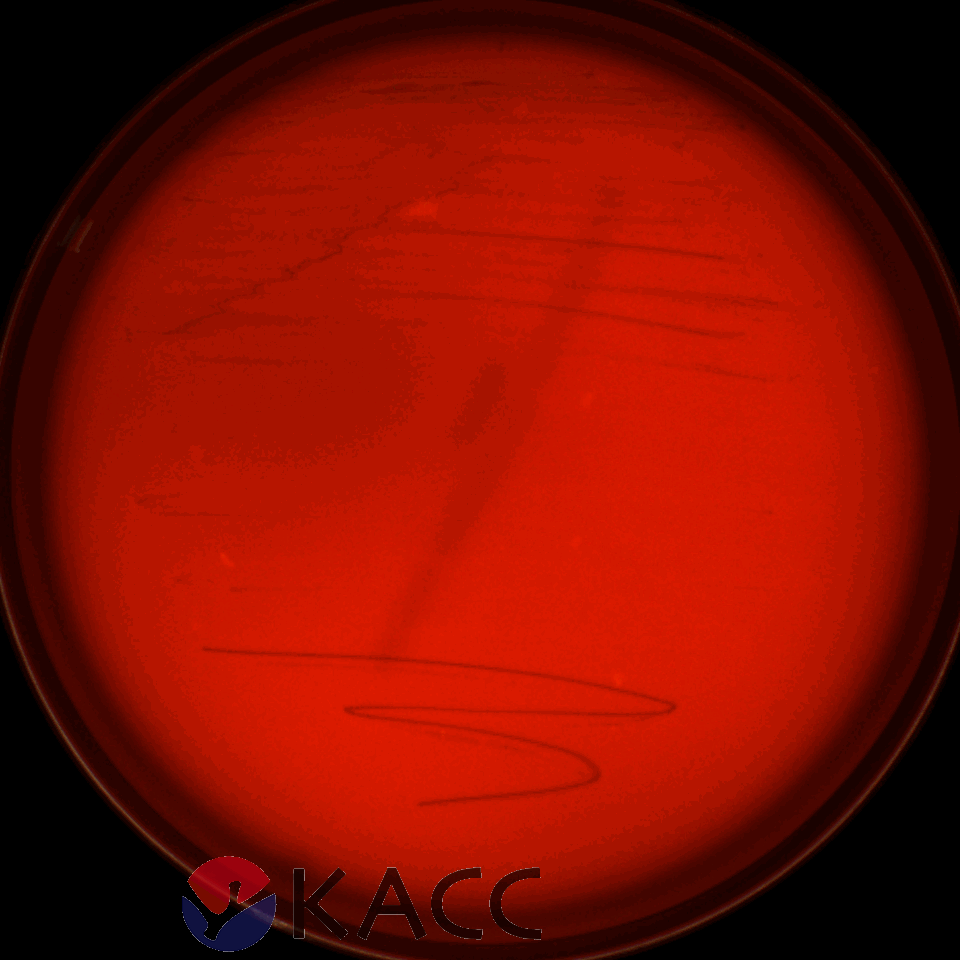 Lactiplantibacillus plantarum