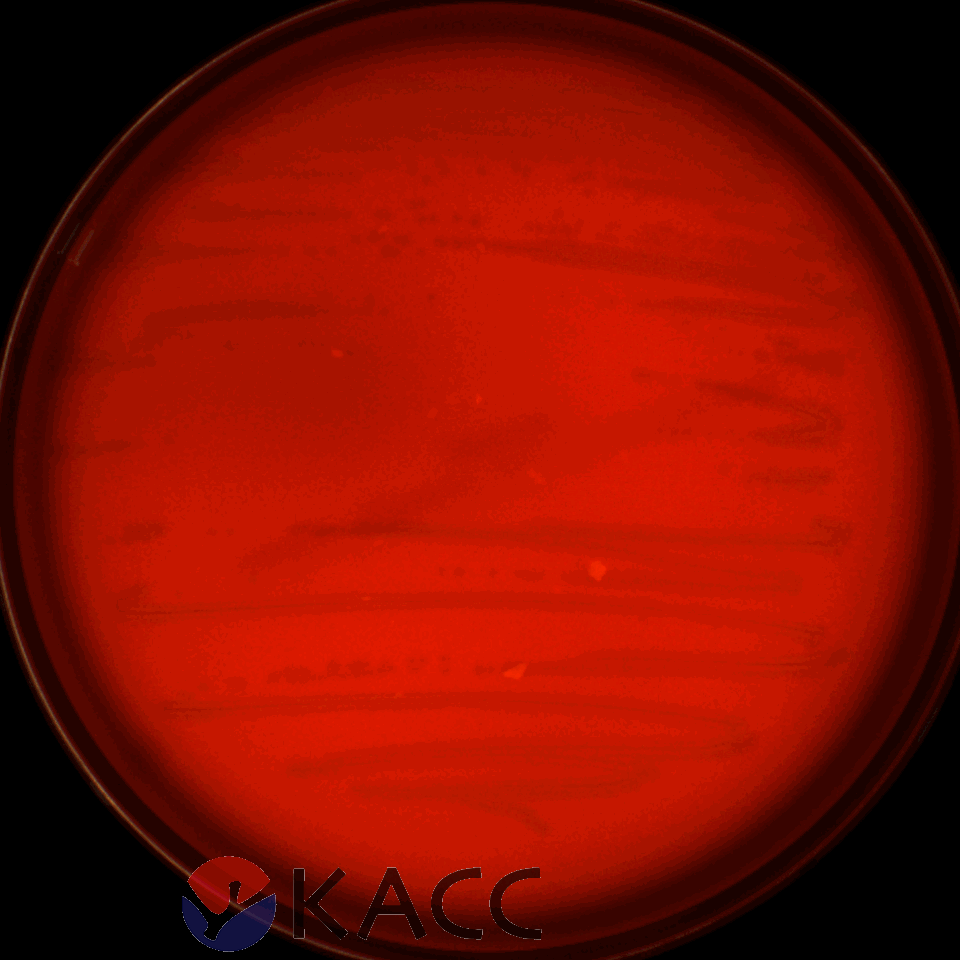 Lactiplantibacillus plantarum