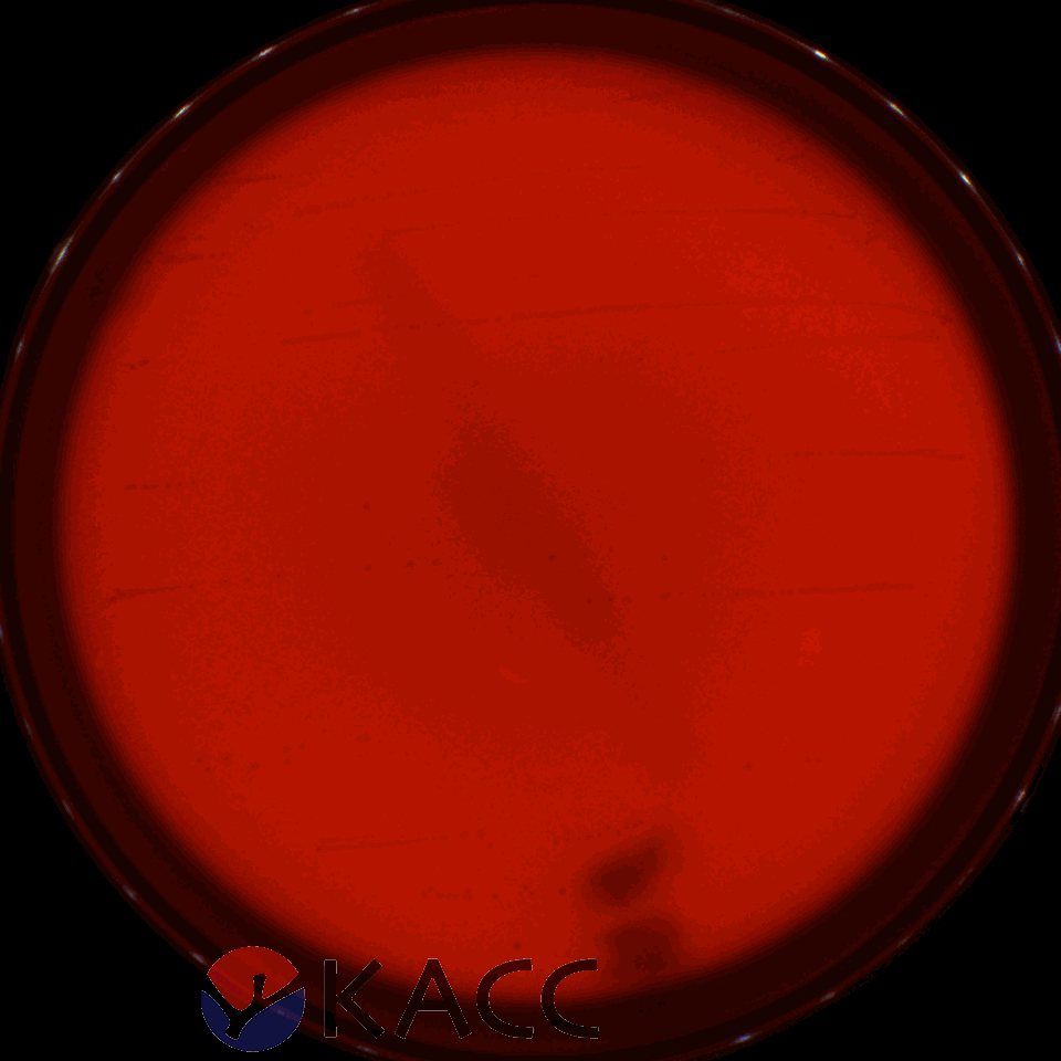 Leuconostoc citreum