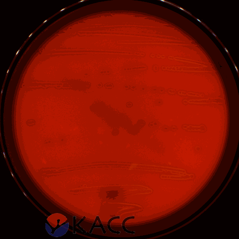 Leuconostoc kimchii