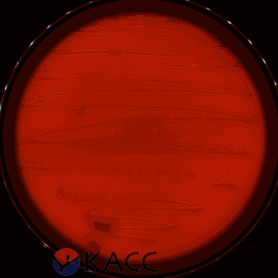 Leuconostoc mesenteroides