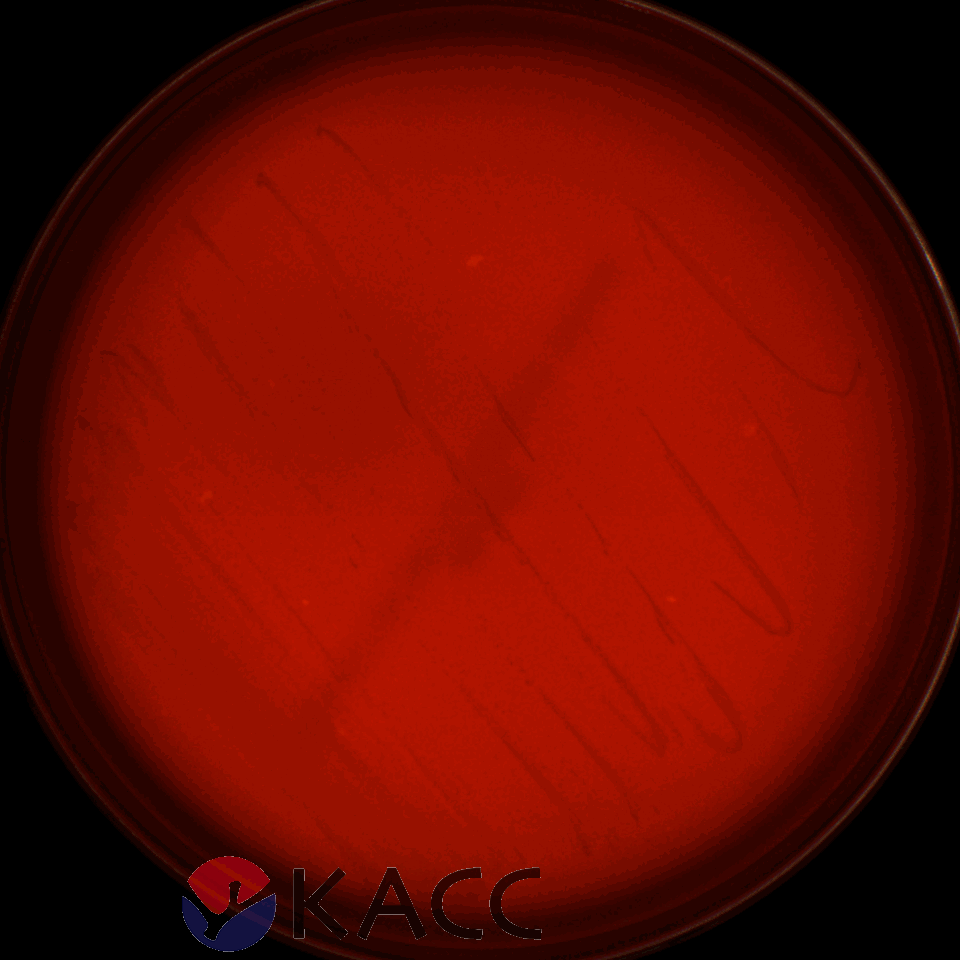 Lactiplantibacillus plantarum
