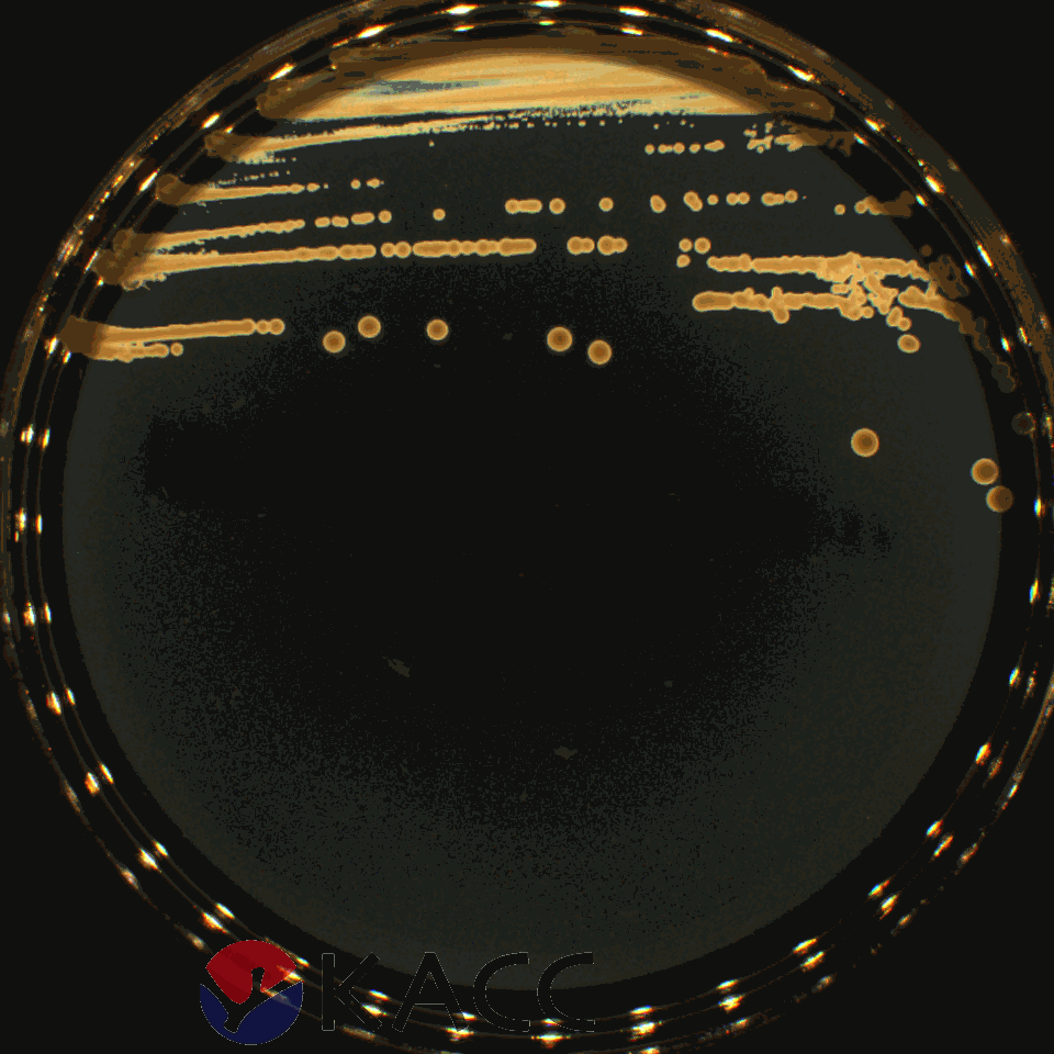 Lactiplantibacillus plantarum