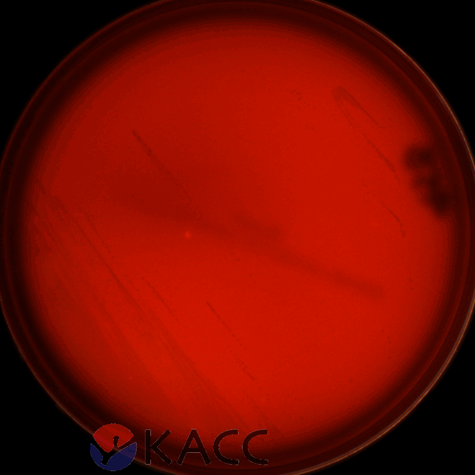 Lactiplantibacillus plantarum