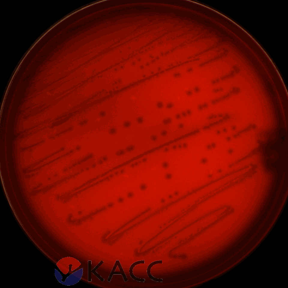 Enterococcus durans
