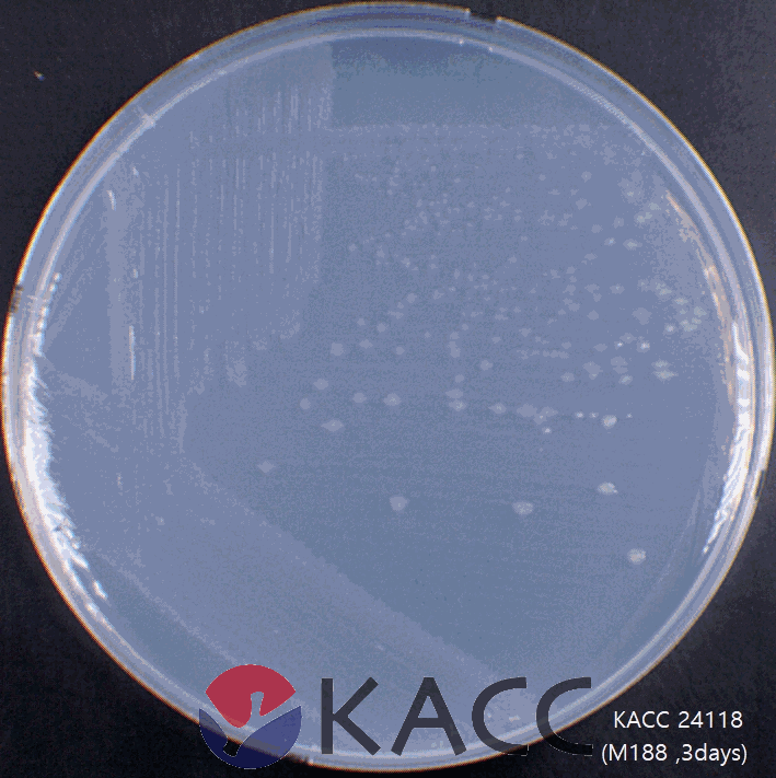 Cytobacillus massiliigabonensis