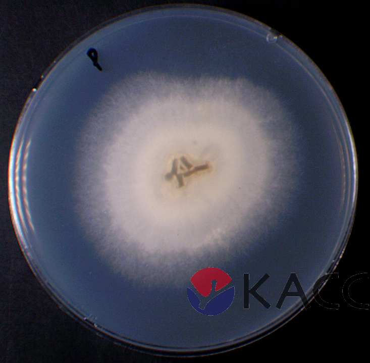 Pycnoporus sanguineus