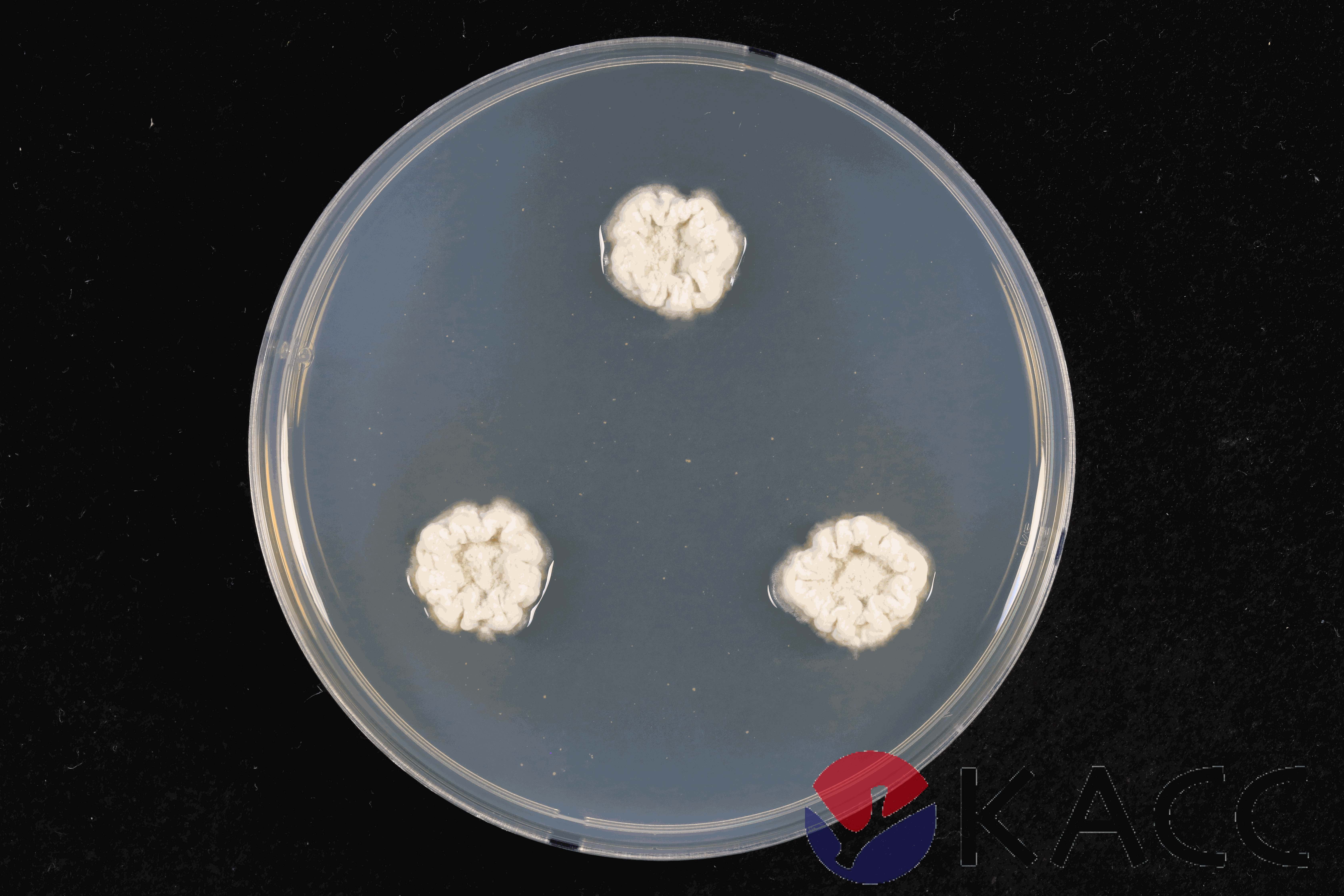 Penicillium spinulosum