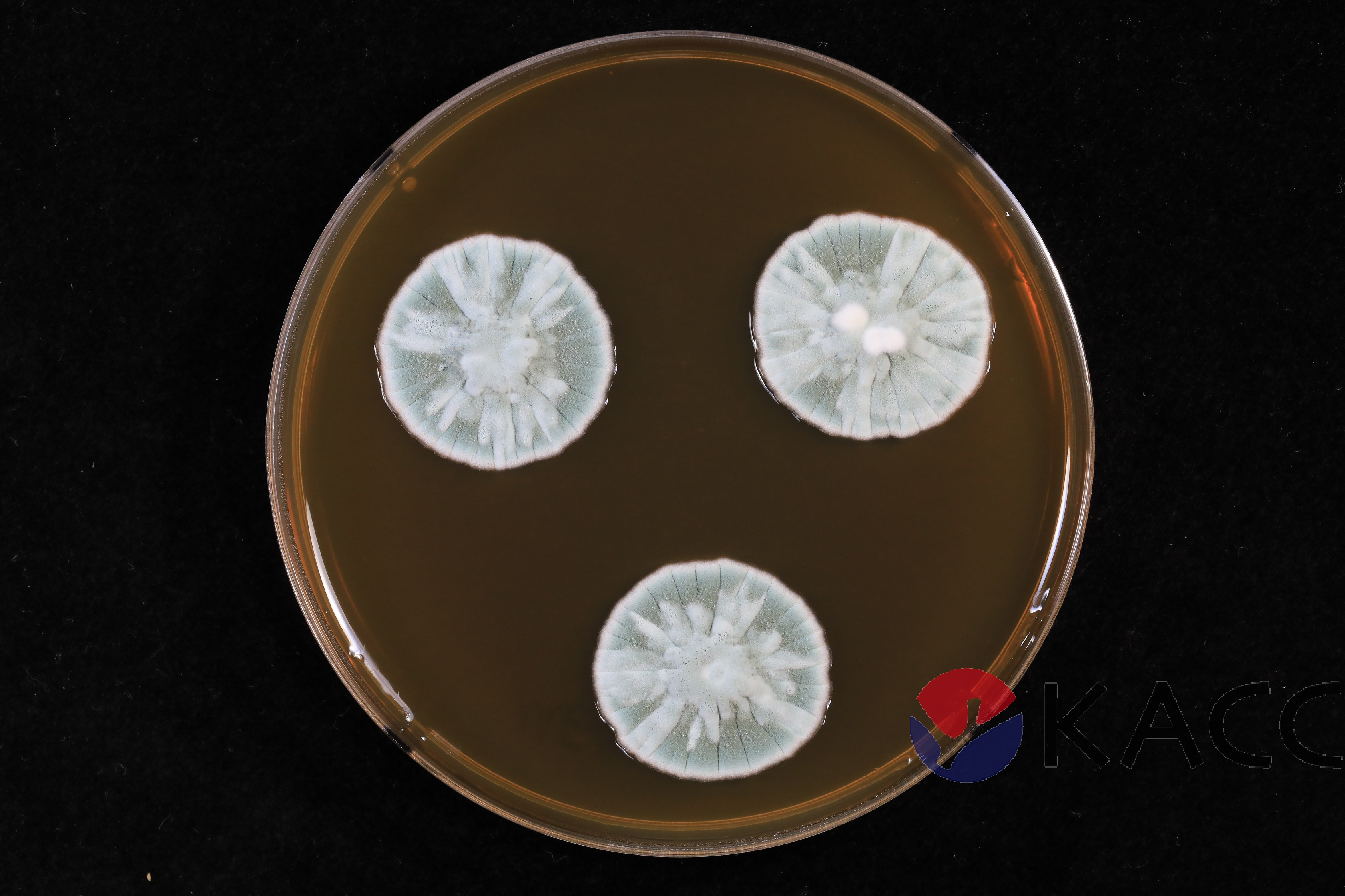 Penicillium citrinum