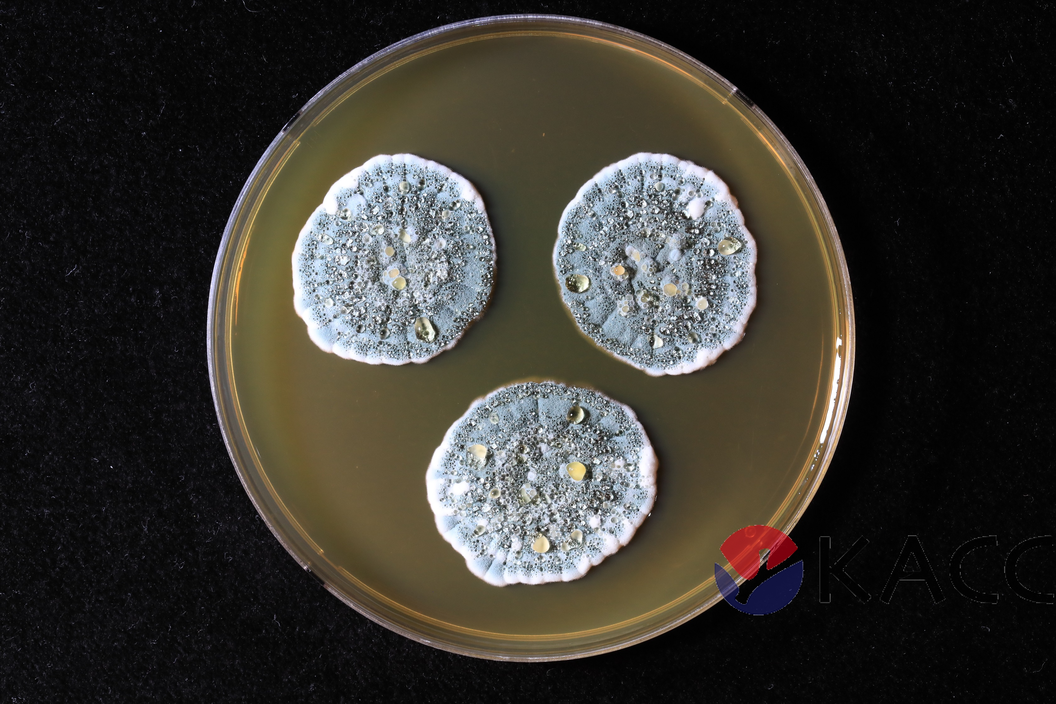 Penicillium citrinum