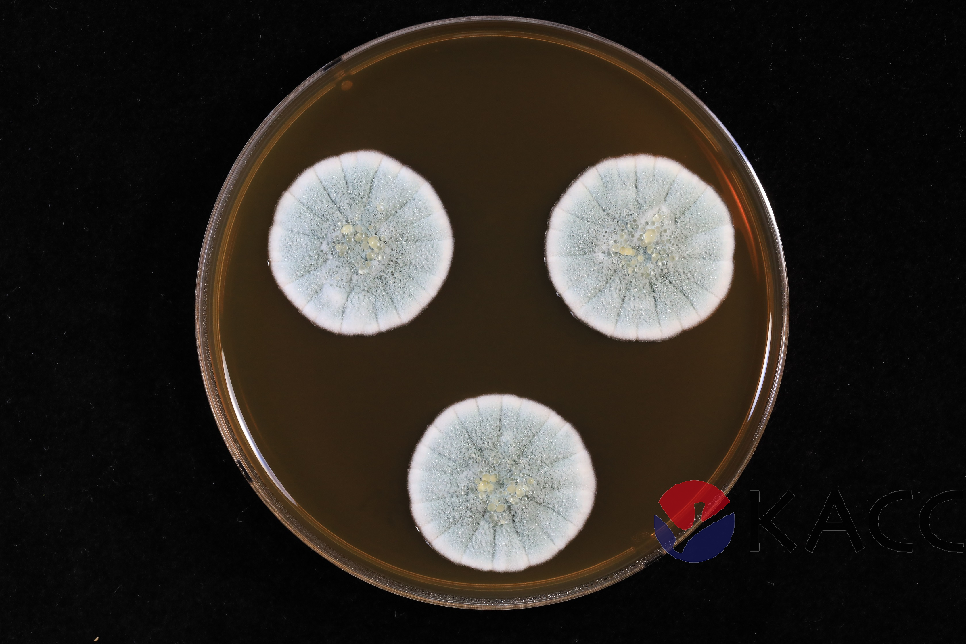 Penicillium citrinum