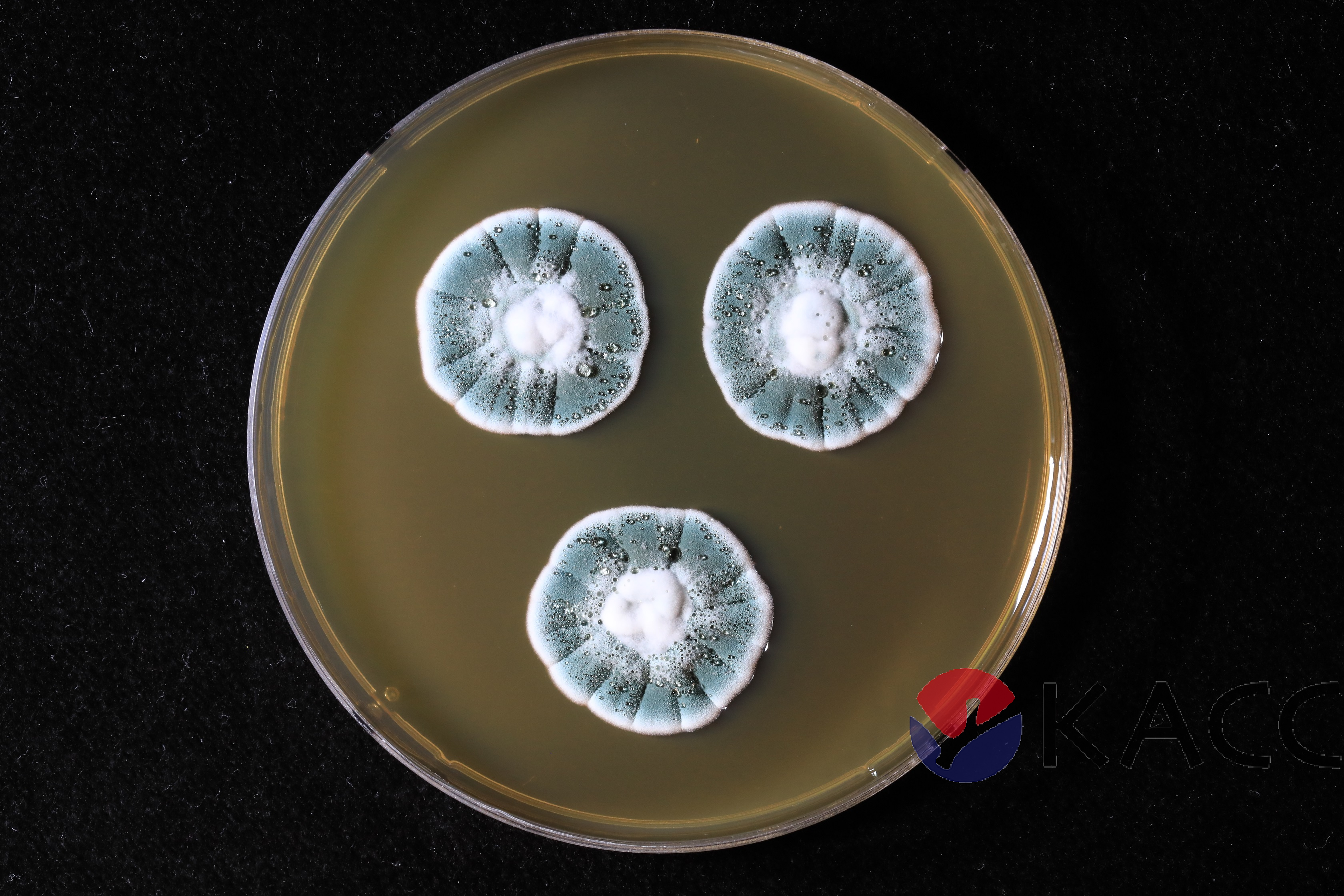 Penicillium citrinum