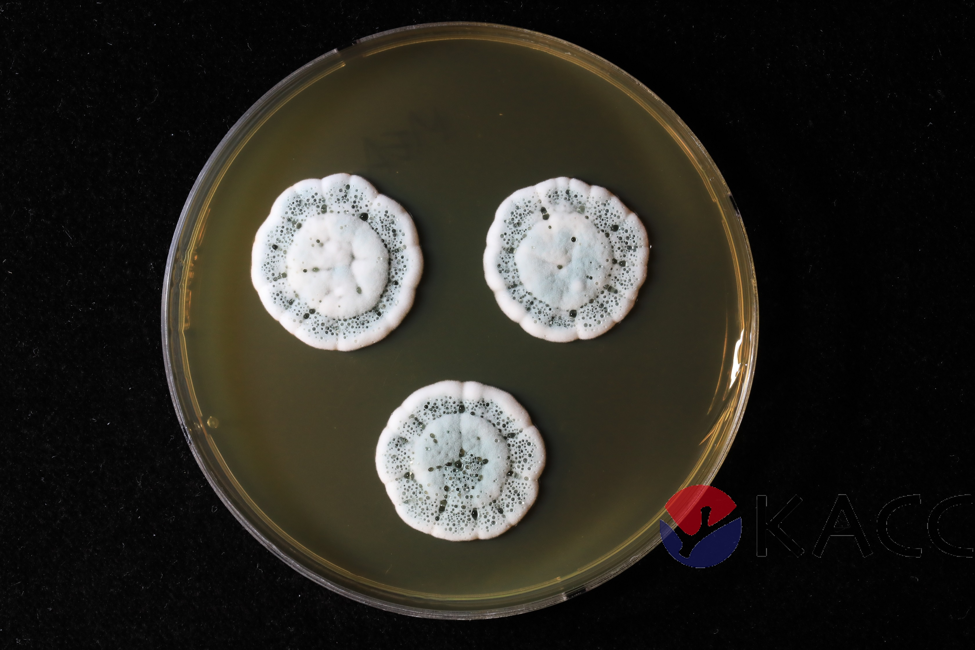 Penicillium citrinum