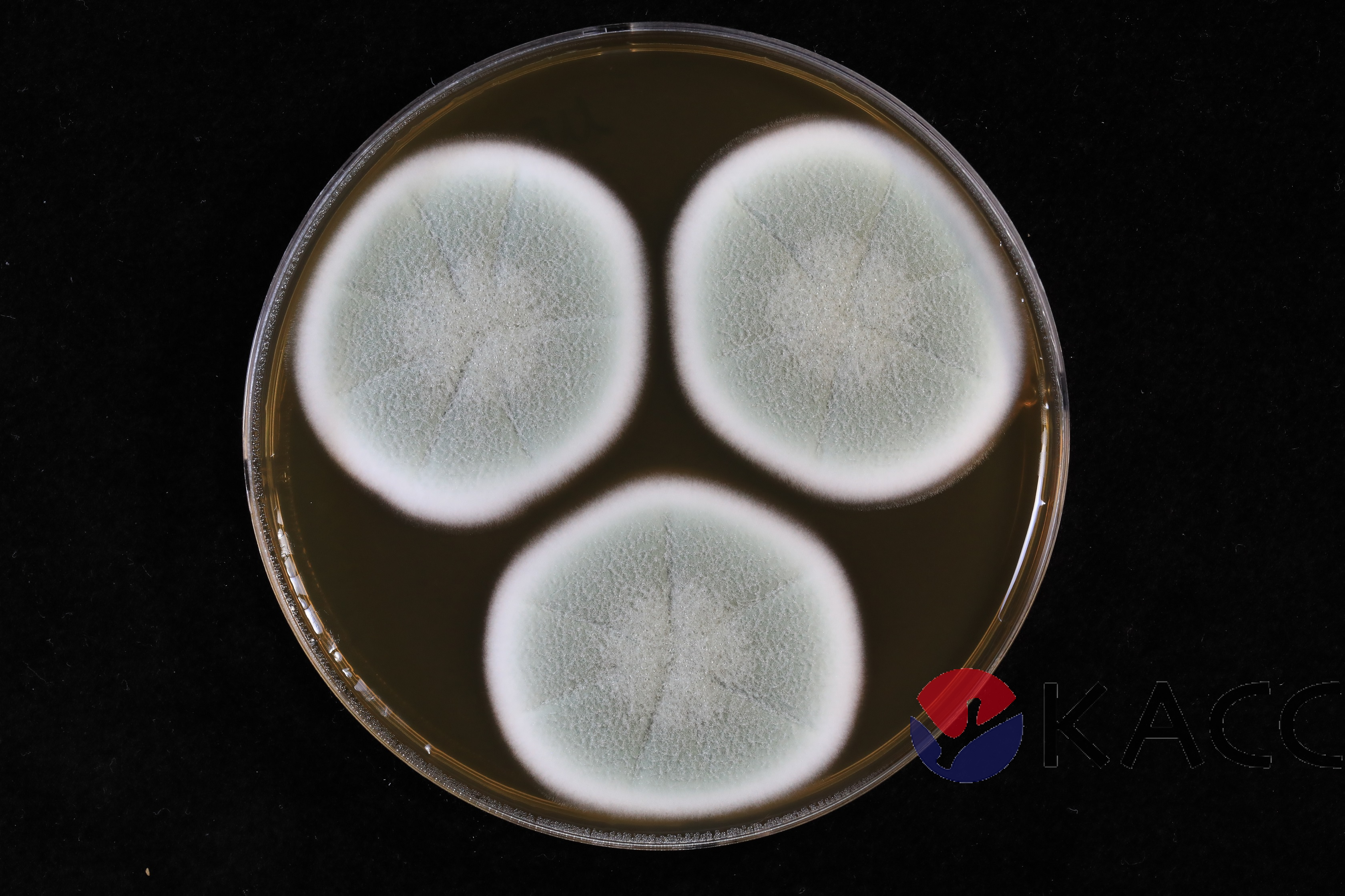 Penicillium steckii