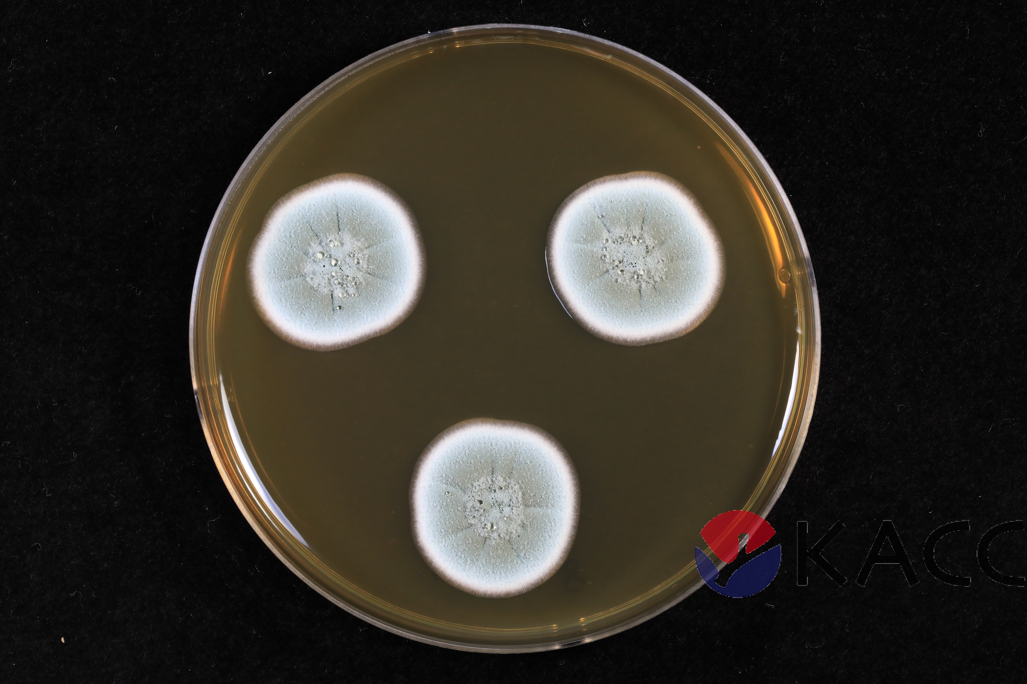 Penicillium sumatraense