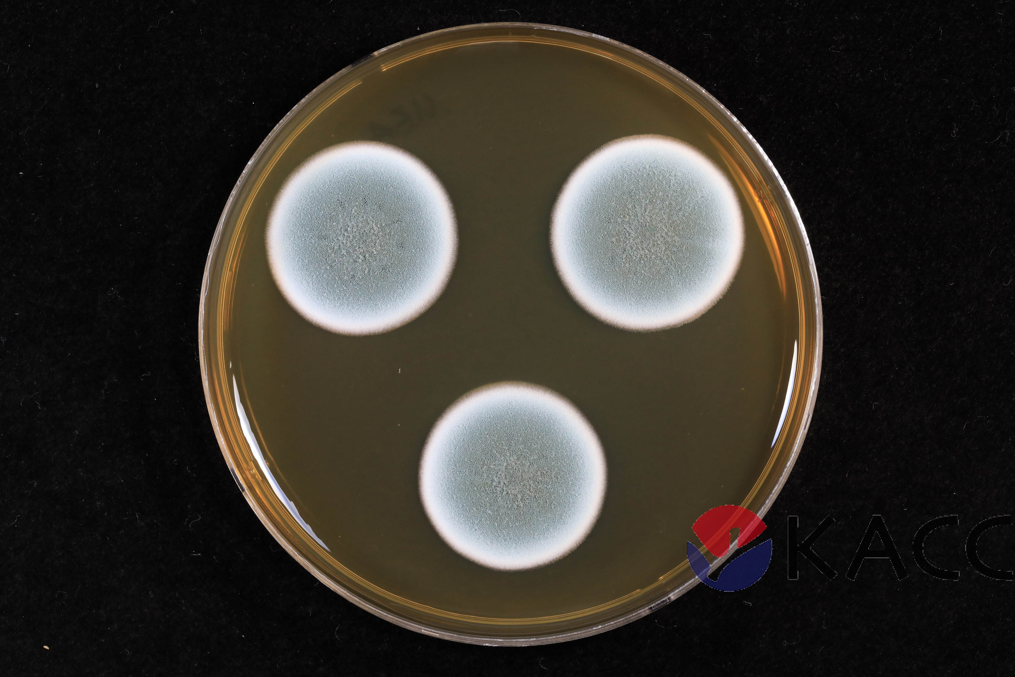 Penicillium pancosmium