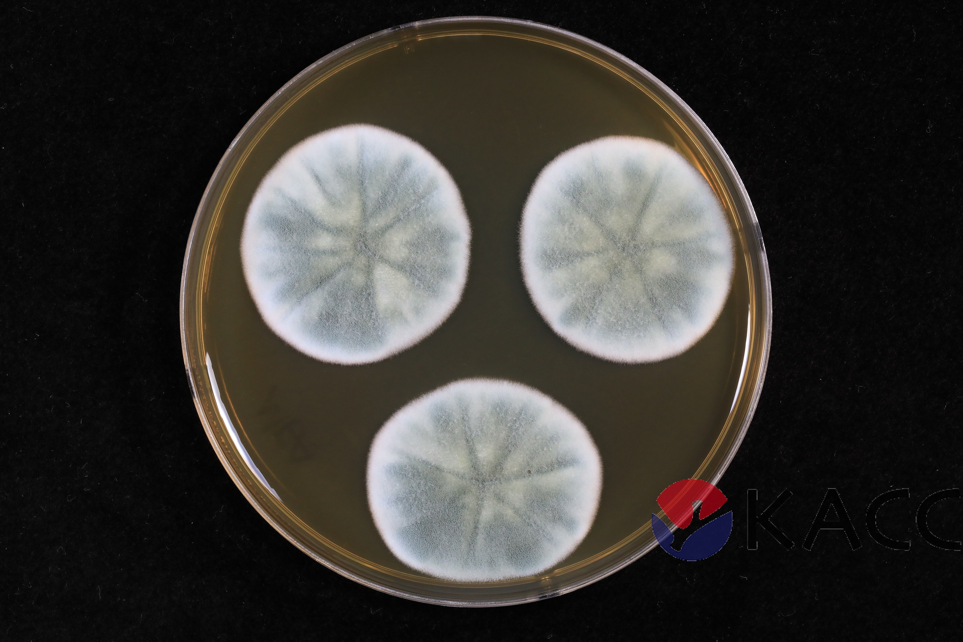Penicillium paxilli