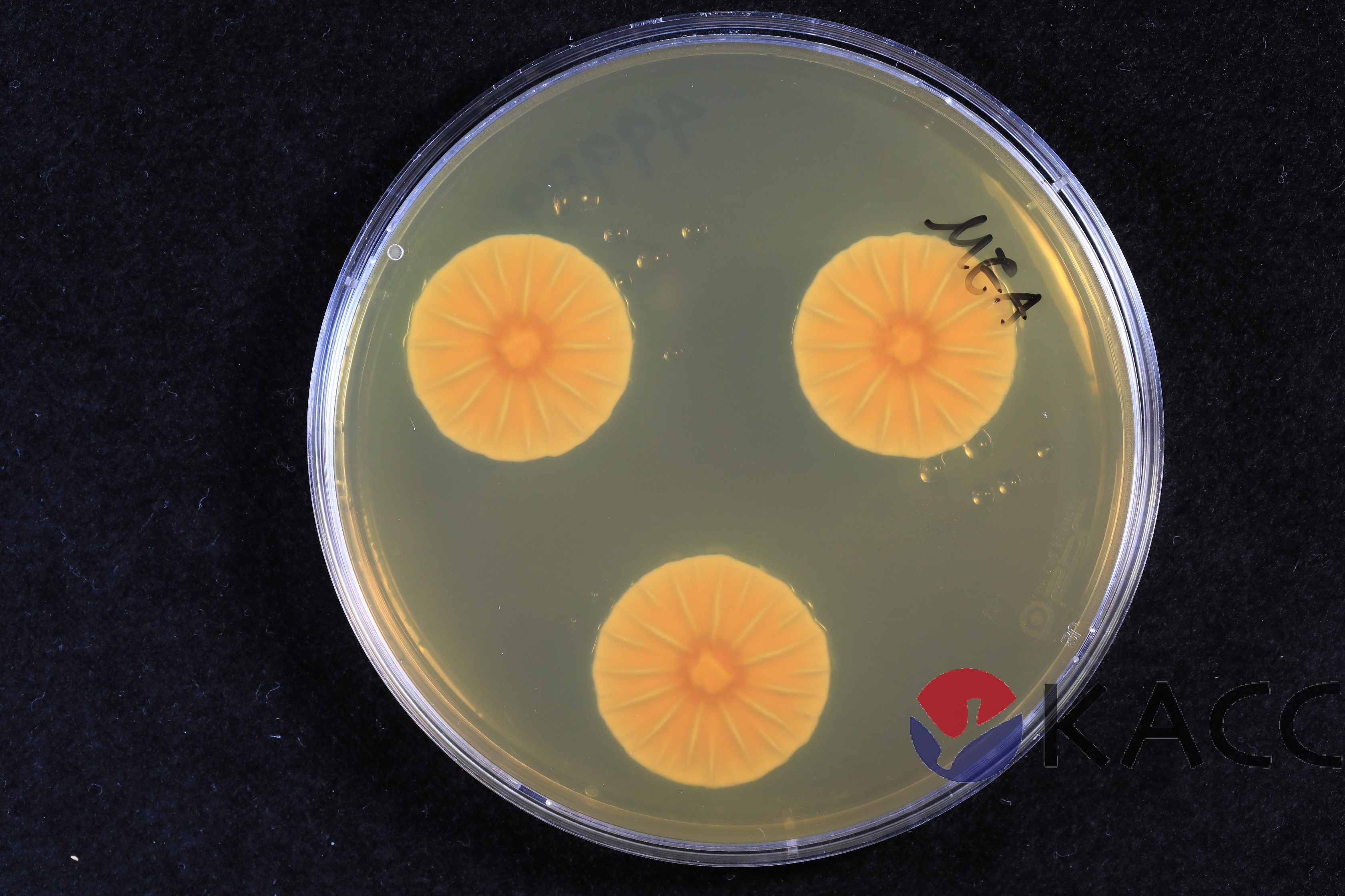 Penicillium citrinum