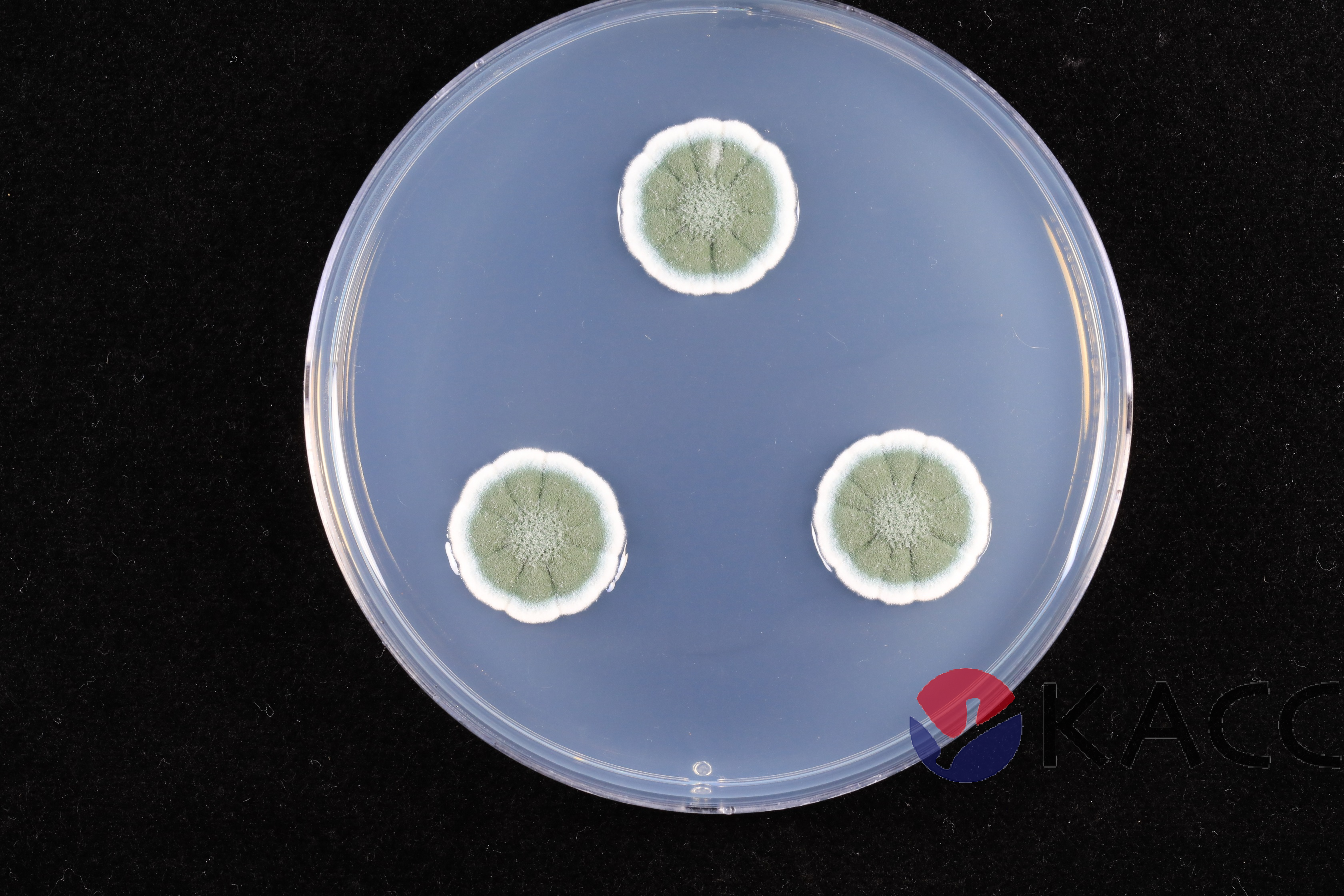 Penicillium commune