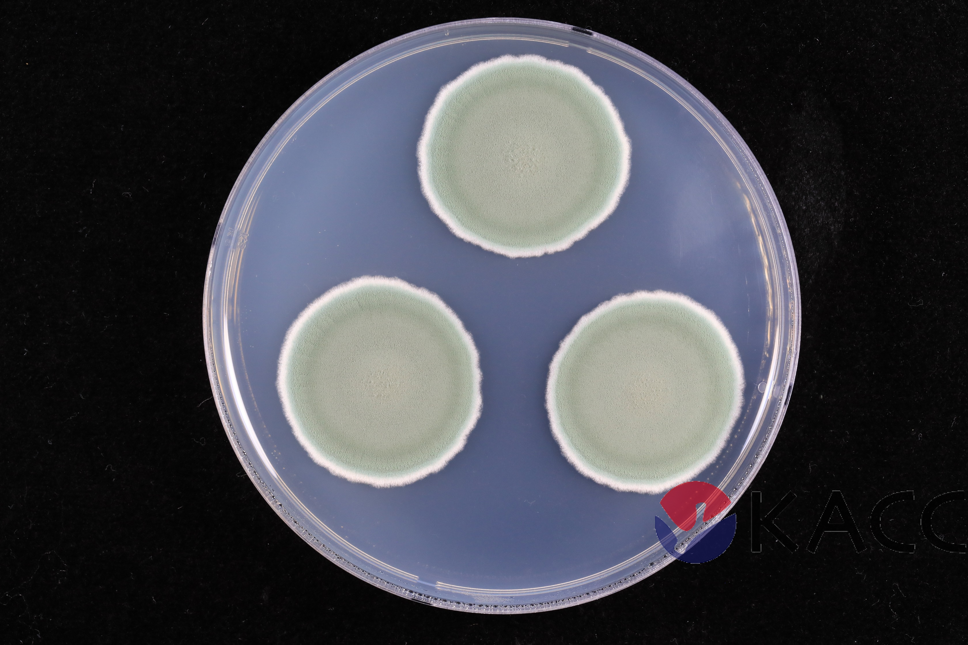 Penicillium crustosum