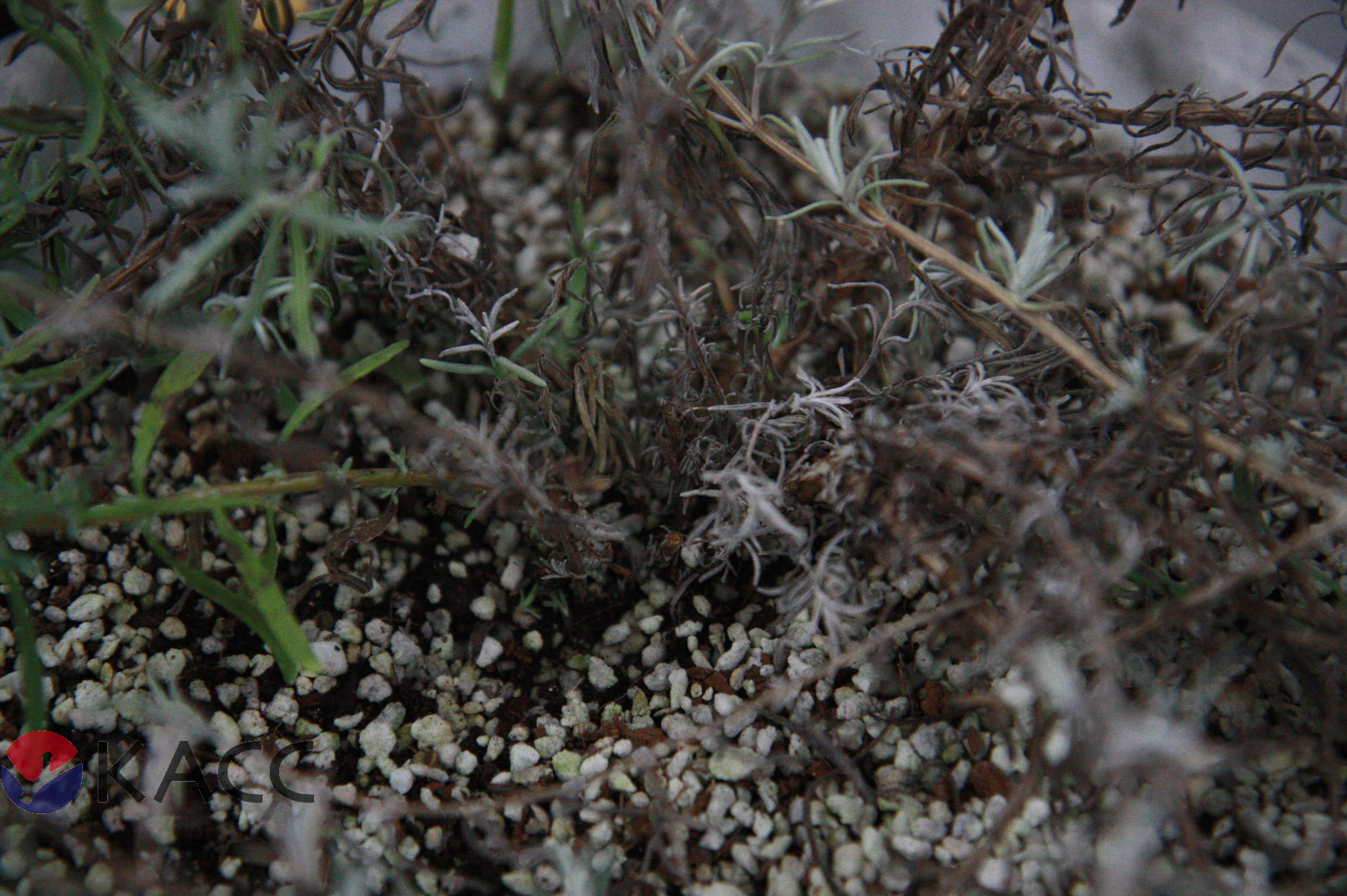Phytophthora parvispora