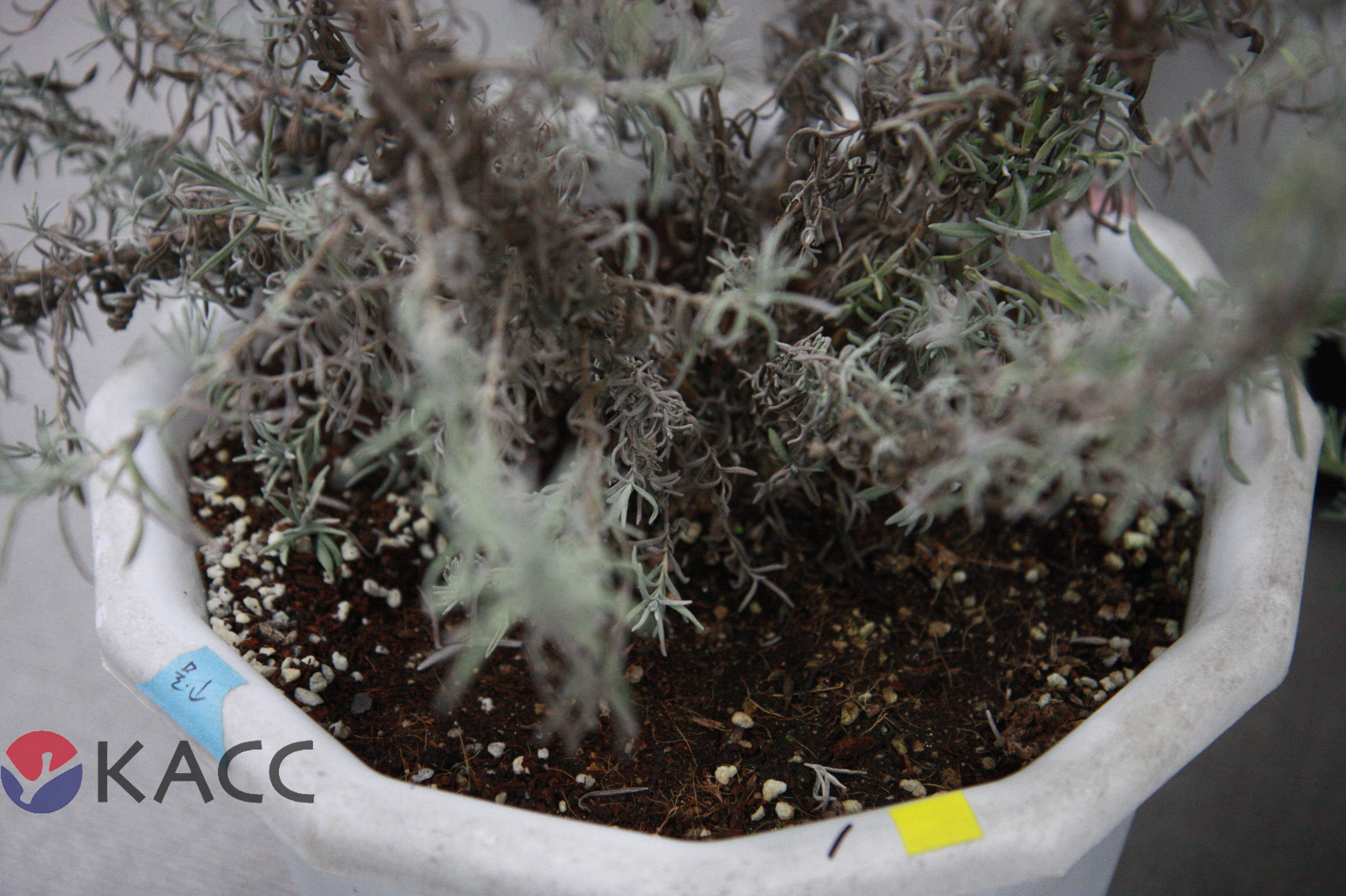 Phytophthora parvispora