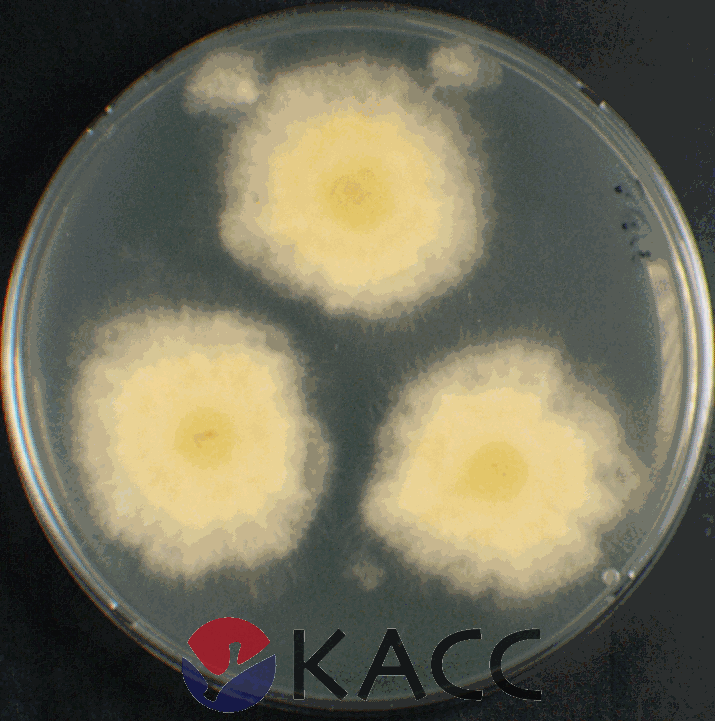Aspergillus glaucus